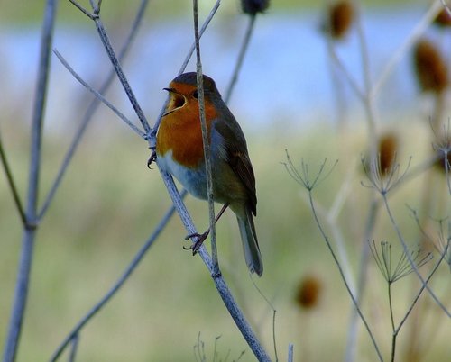 Robin....erithacus rubecula