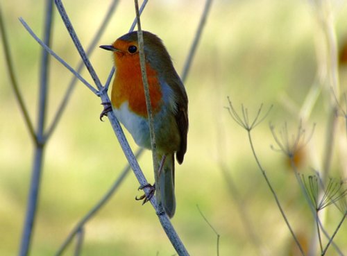 Robin....erithacus rubecula