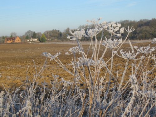 Early morning frost - 7.12.08