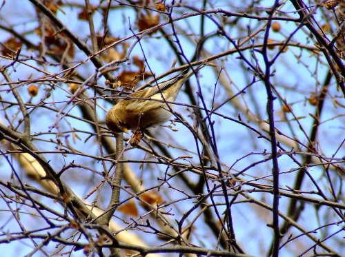 Lesser redpoll....carduelis flammea (female)