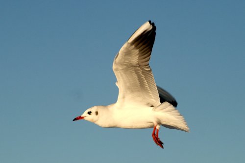 Black Headed Gull