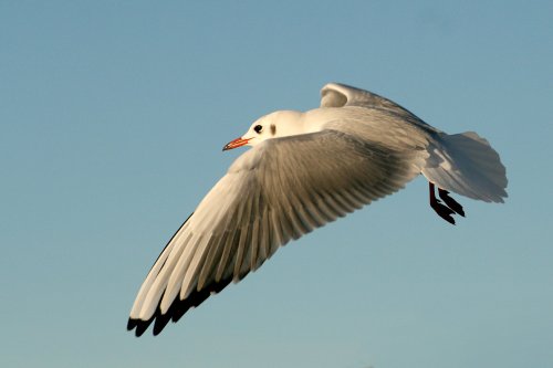 Black Headed Gull