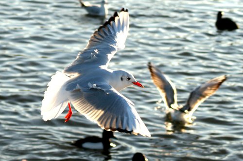 Black Headed Gull winter plumage.