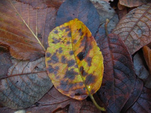 Damp Leaves