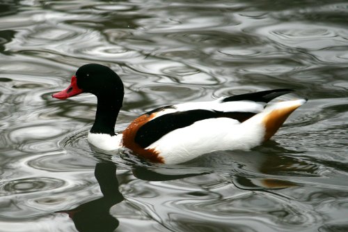 Common Shelduck