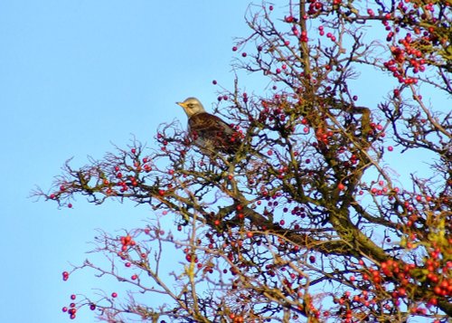 Fieldfare....turdus pilaris