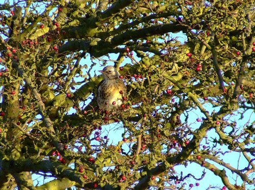 Fieldfare....turdus pilaris