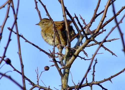 A less than warm dunnock....prunella modularis