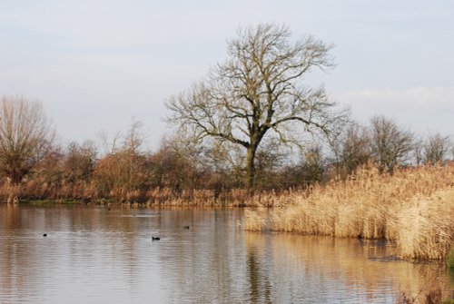 Cossington Meadows