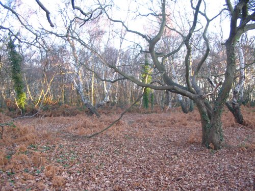 Hamble Common