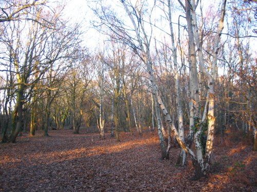 Hamble Common