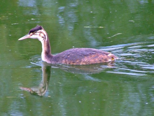 Great crested grebe (juvenile)....podiceps cristatus