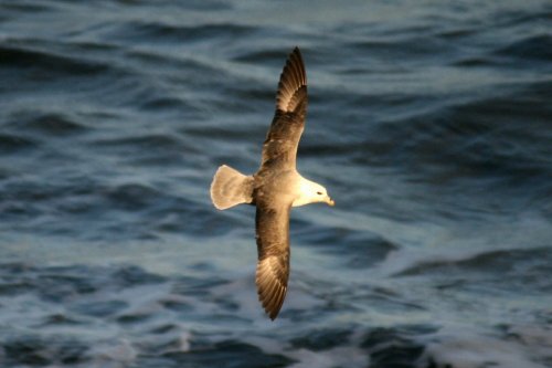 Fulmar.