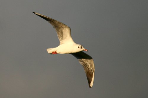 Black Headed Gull