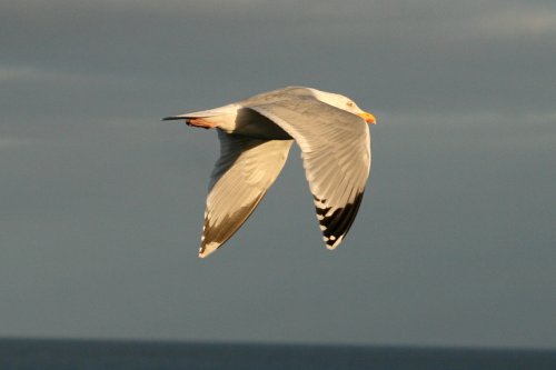 Herring Gull,