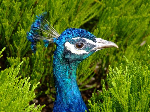 Peacock, East Park.