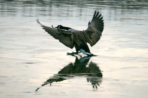 Canada Goose.