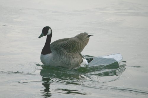 Canada Goose.