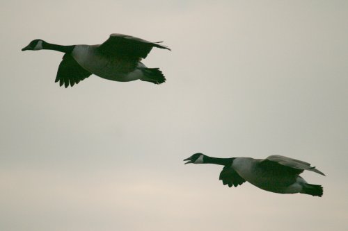 Canada Goose.