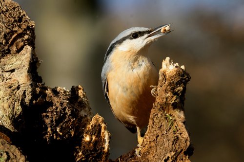 Nuthatch with Seeds