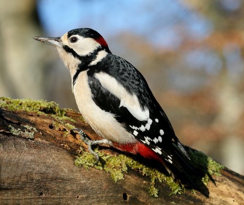 Spotted Woodpecker on a log