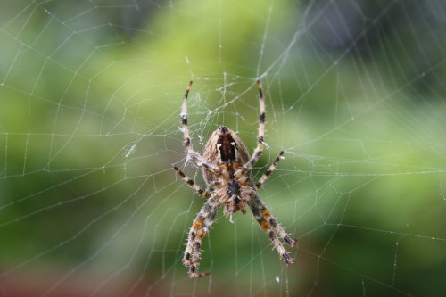 Spider in it's web - Close up