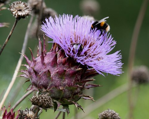 Thistle