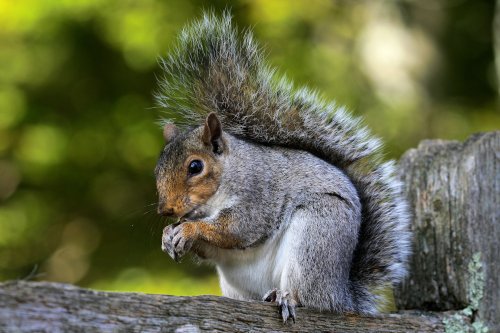Grey Squirrel taking a snack.