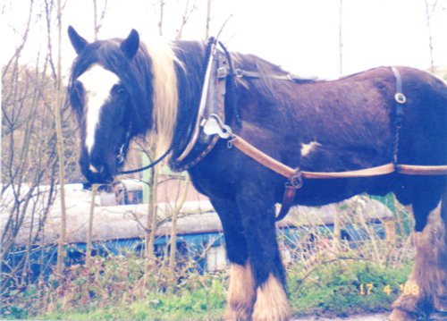 Barge Pony Llangollen Wharf