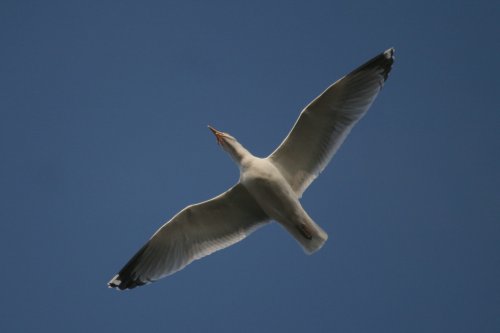 Herring Gull