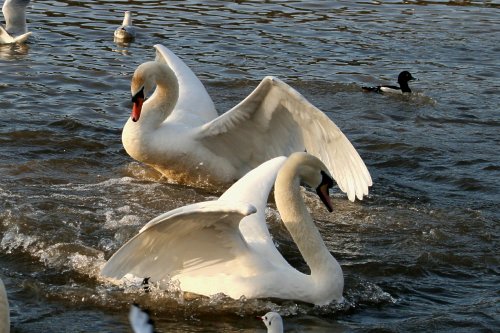 Mute Swans.