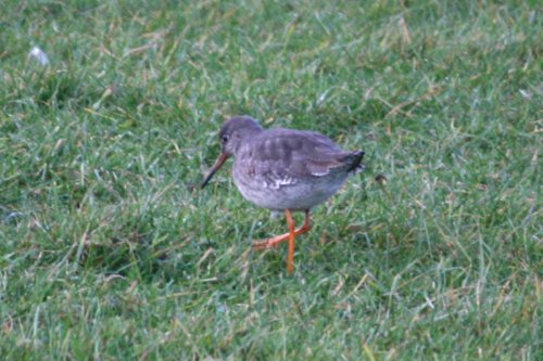 Red Shank.