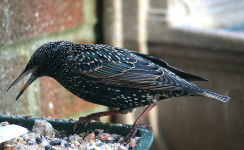 Starling.