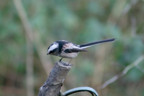 Long Tailed Tit