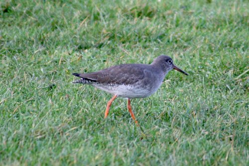 Redshank.