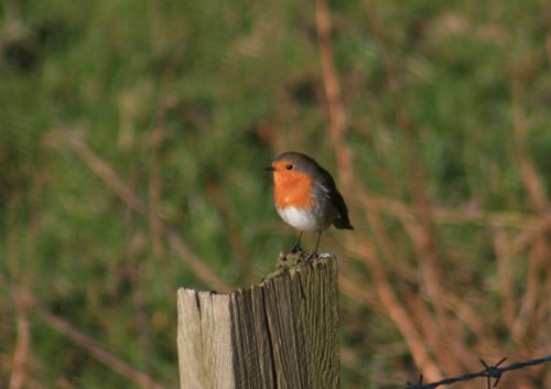 Little Robin