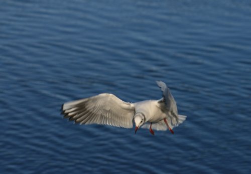 Going in for the kill, Well the bread anyway.....