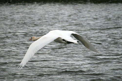 Mute Swan.