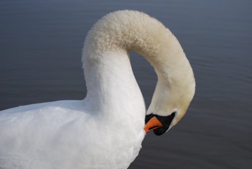 Preening