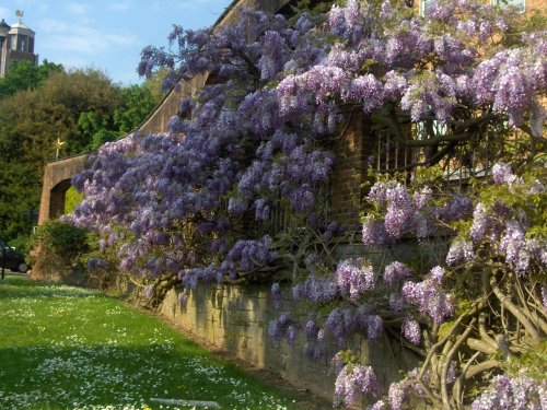 Wisteria