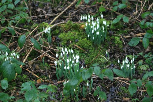 Snowdrops.