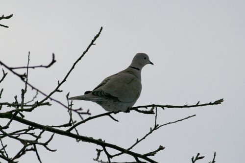 Collar Dove.