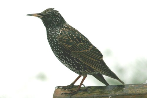 Starling.