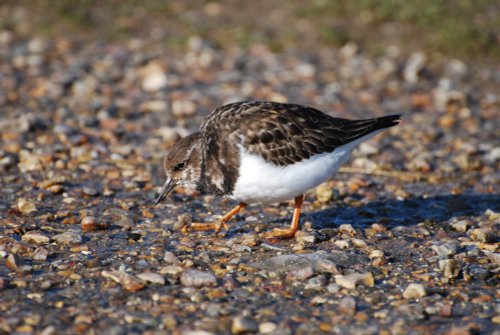 Little Ringed Plover