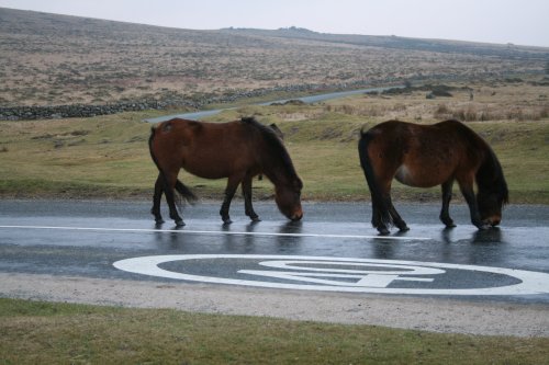 Dartmoor Ponies