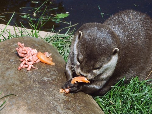 Dinner time