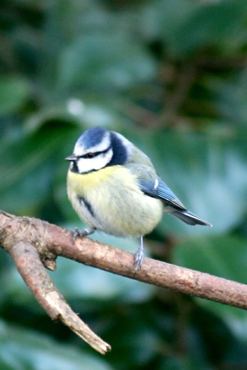 Gibside Chapel wildlife.