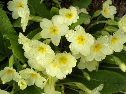 Primroses after rain