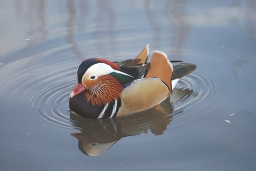 Mandarin duck