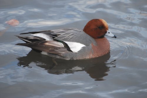 Wigeon